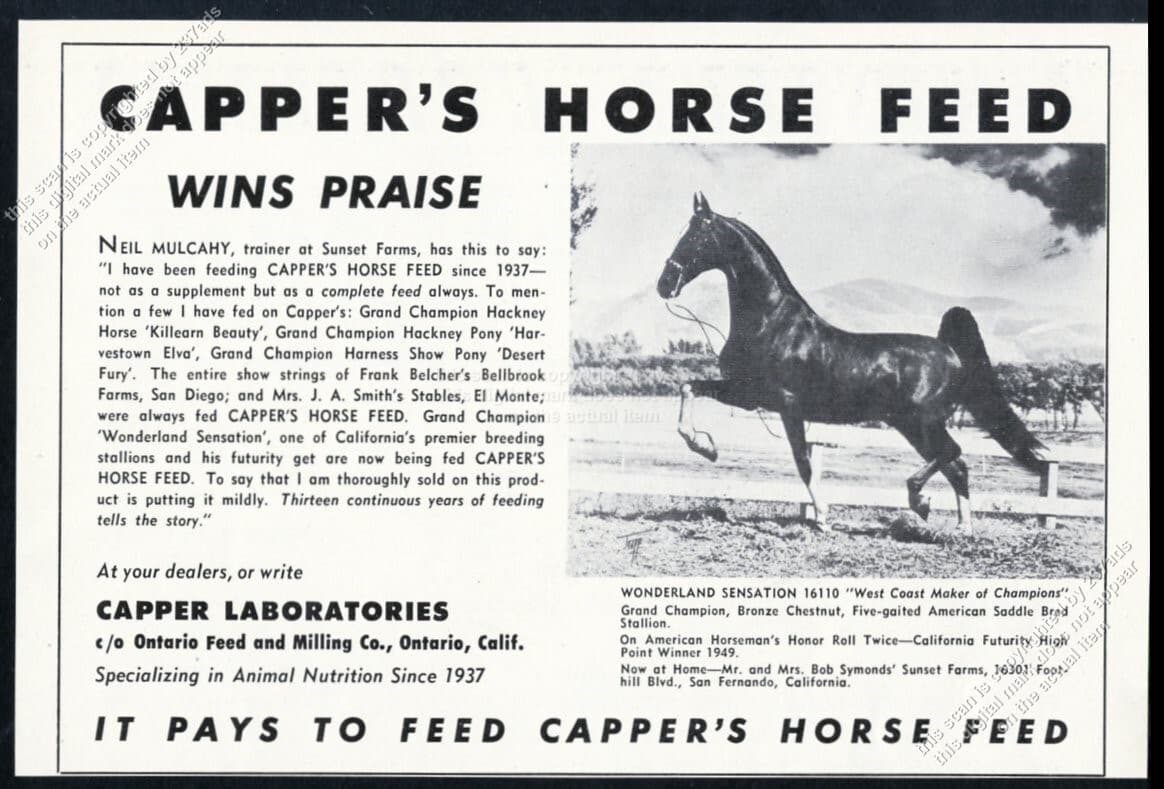1950 American Saddle Bred champion Wonderland Sensation photo Capper's print ad