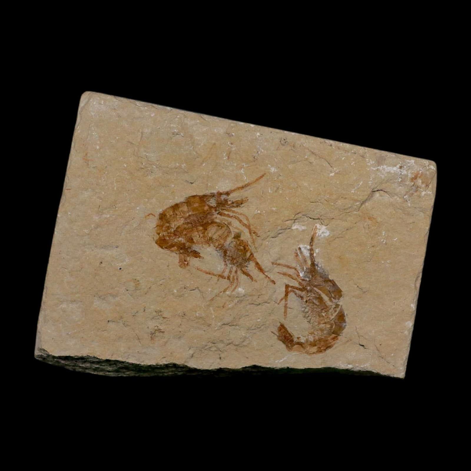 3 Three Fossil Shrimp Carpopenaeus Cretaceous Age 100 Mil Yrs Old Lebanon COA