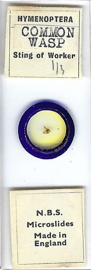 Common Wasp Sting Microscope Slide by N.B.S.