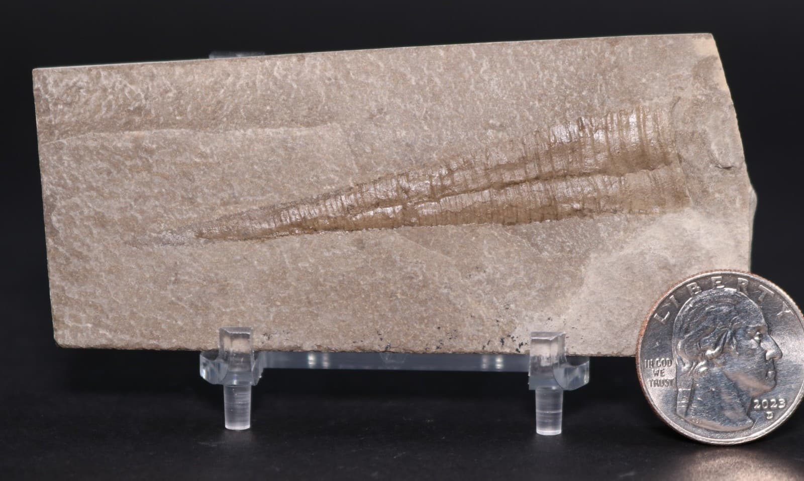 Reticycloceras fossil nautiloid Mississippian 3+" Bear Gulch Montana MT COA 7152