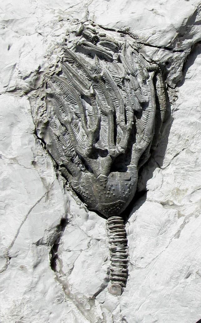 EXTINCTIONS- VERY COOL DEVONIAN PYRITIZED ARTHROACANTHA CRINOID FOSSIL - DETAIL!