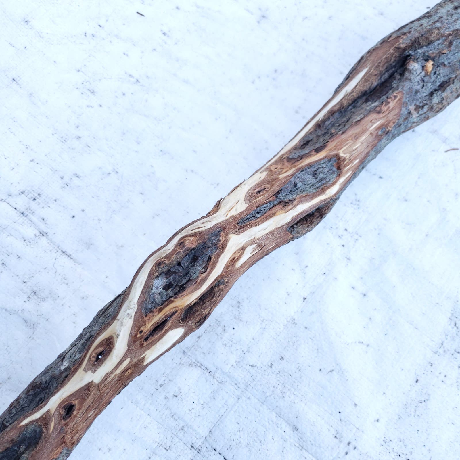 49" Diamond Willow Carving Wood Blank Walking Stick Trekking Staff