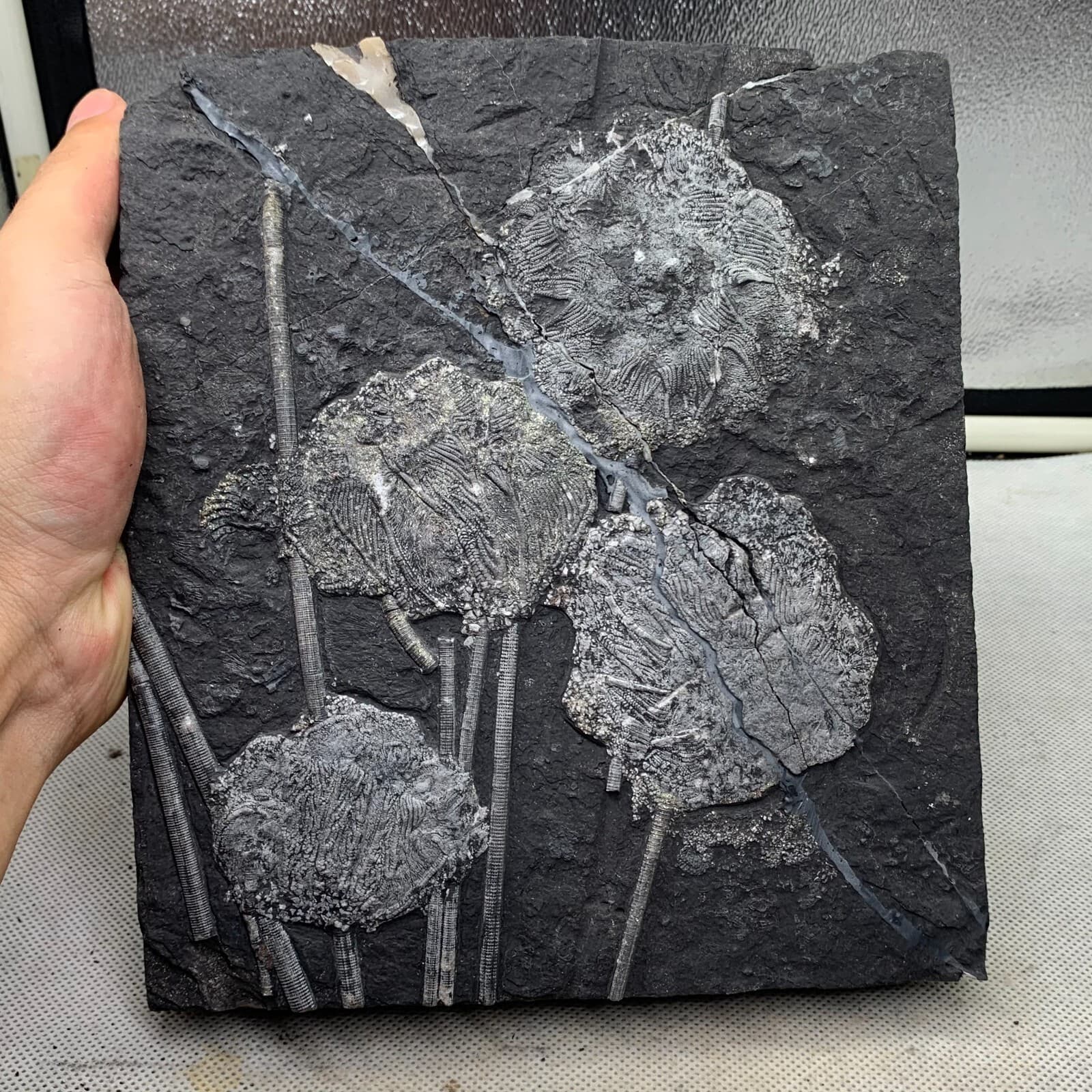 2120 grams of fossils of crinoid from the Guanling Biota in Guizhou