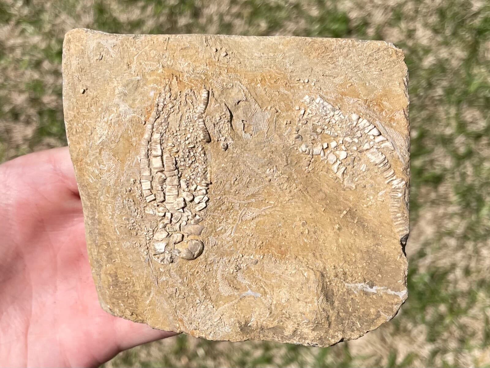Fossil Crinoids Phanocrinus DOUBLE Alabama Mississippian Age Bangor Limestone