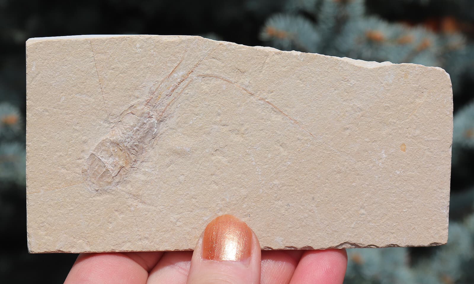 Fossil Shrimp From Solnhofen Germany 12.9 Cm's Well Preserved History Jurassic