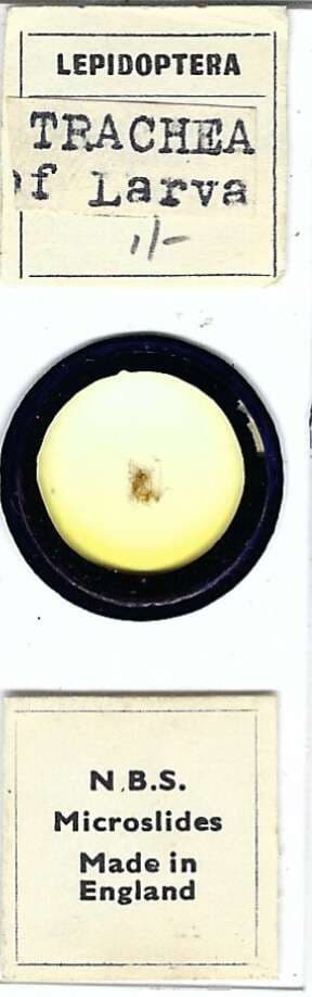 Butterfly Larval Trachea Microscope Slide by N.B.S.