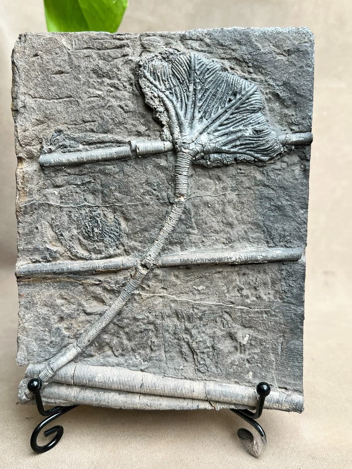 Unique and authentic Guizhou Triassic sea lily fossil A01