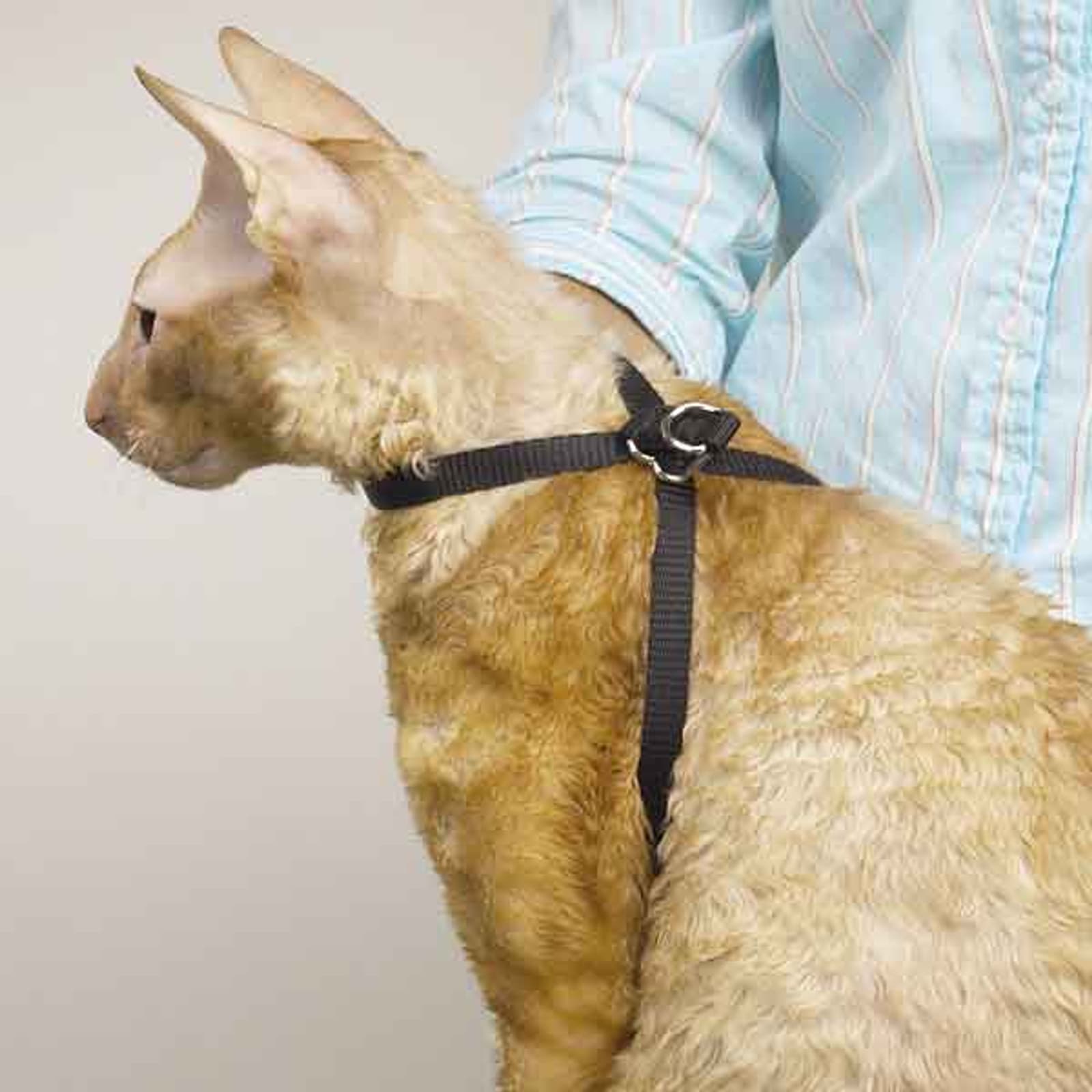 Top Performance Adjustable Nylon Cat Harness 40 In