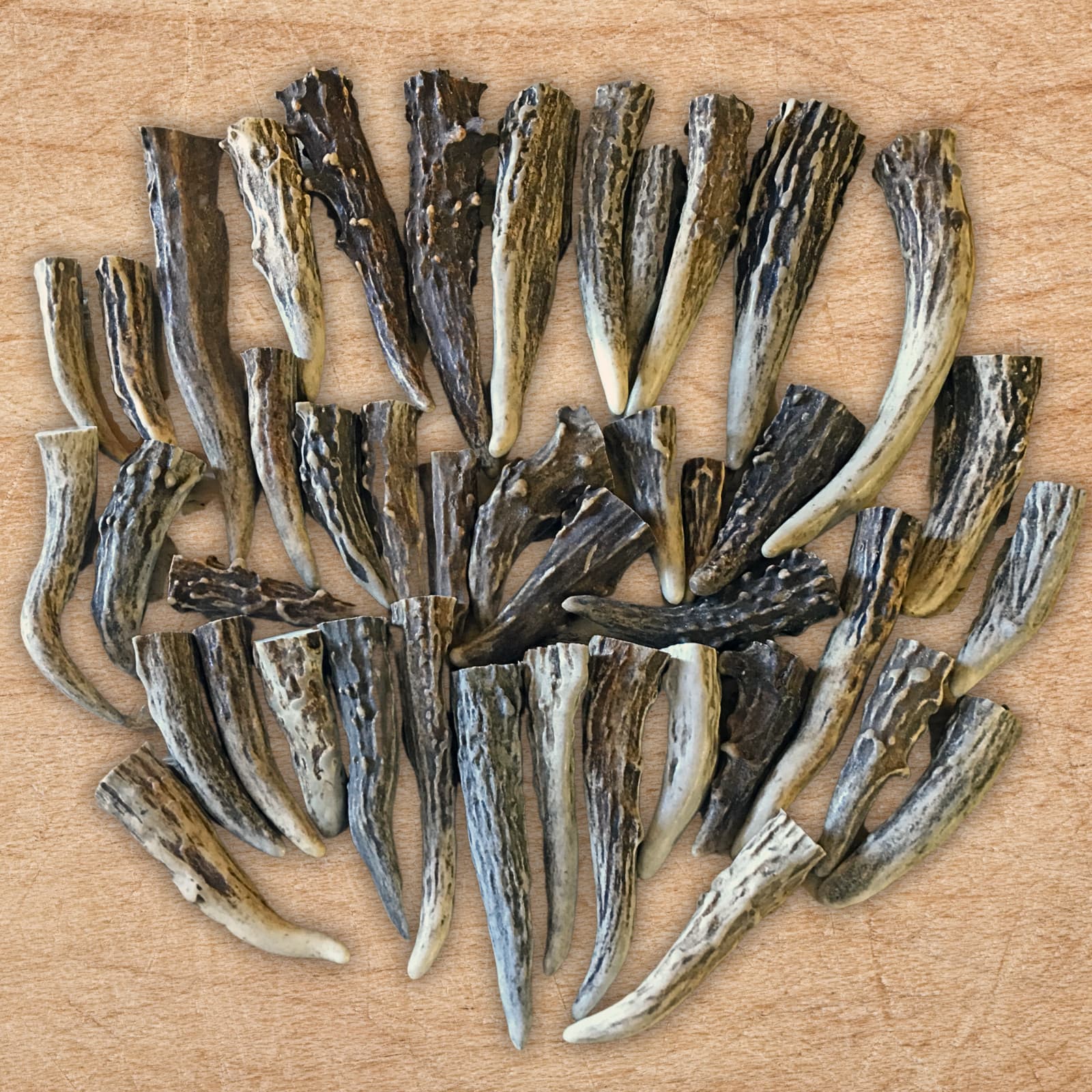 24 - Medium Deer Antler Gnarly Brow Tine Tips, Points, Pendants (Grade A) 2"-3"