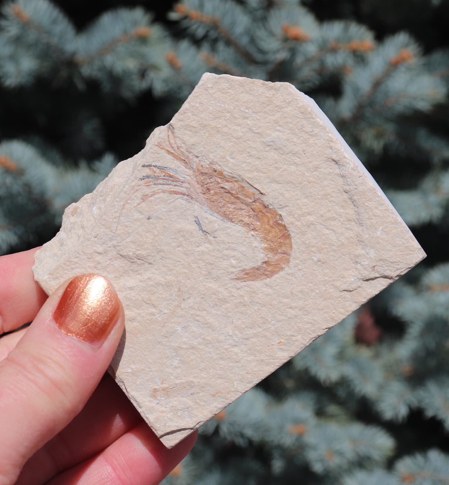 Fossil Shrimp Solnhofen Germany Jurassic Well Preserved History 8.2 Cm's