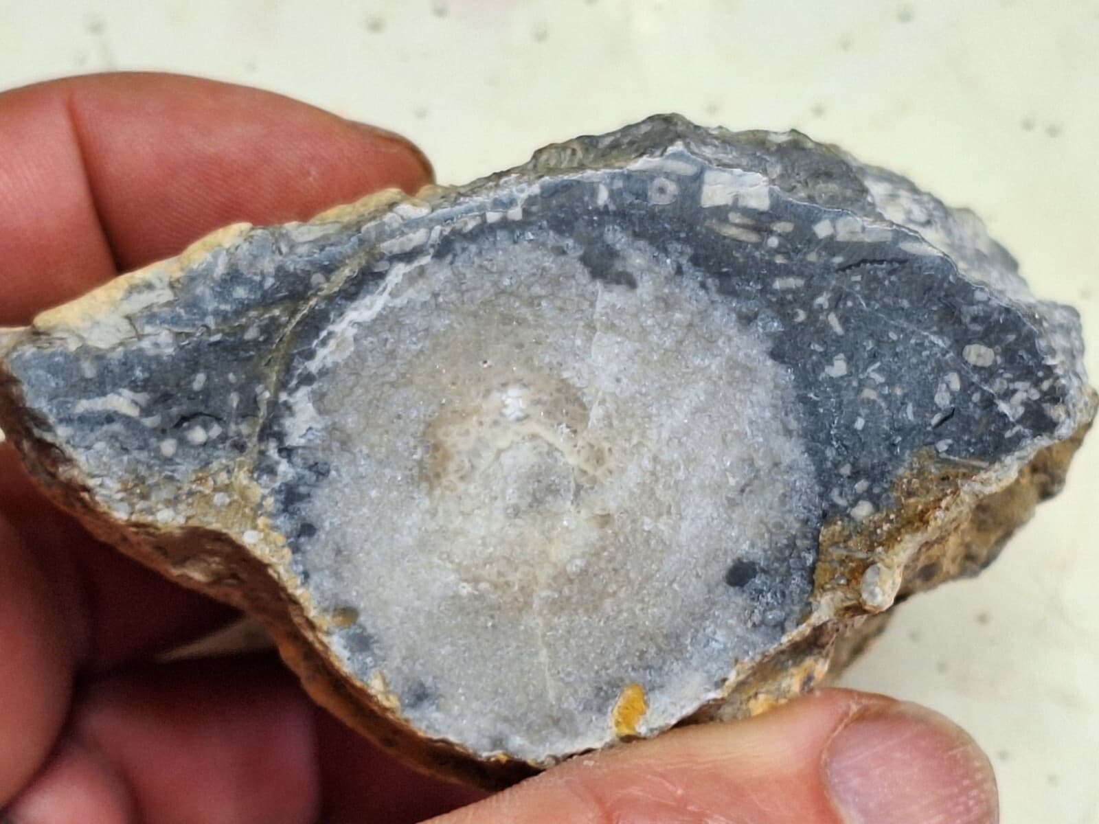 Large Fossil Horn Coral Devonian age Lake Huron Michigan - Cut And Polished Face