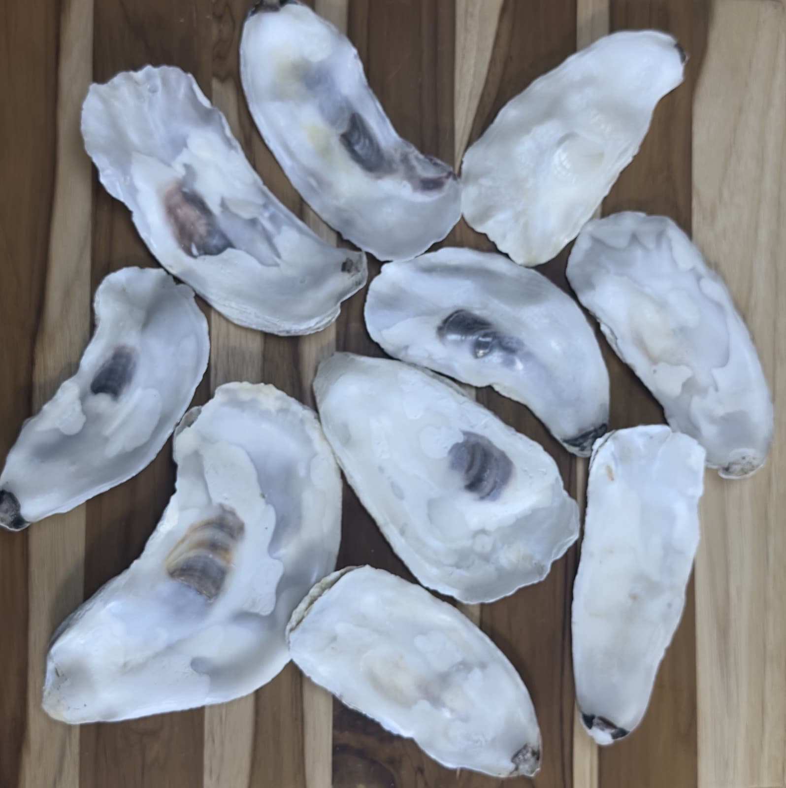 35-40 Oyster Shells Flat Side 5” To 6.5” Bulk Clean No Smell Art Crafts