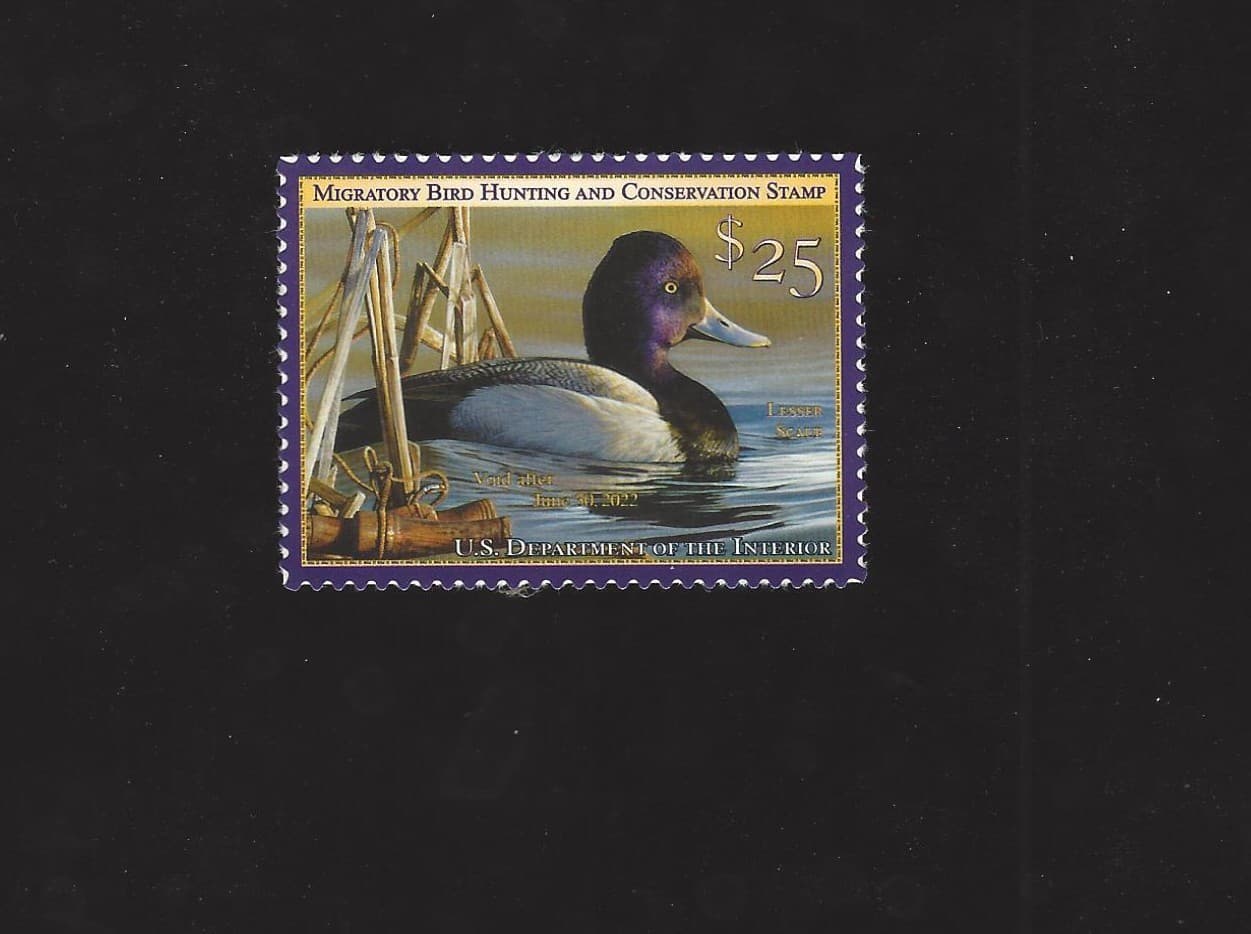 RW88 Lesser Scaup Single