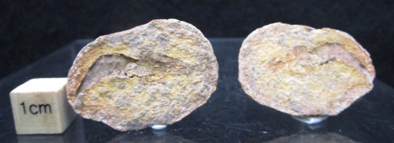 Rare Fossil Shrimp Pair In Nodule Triassic Age Ambilobe Madagascar