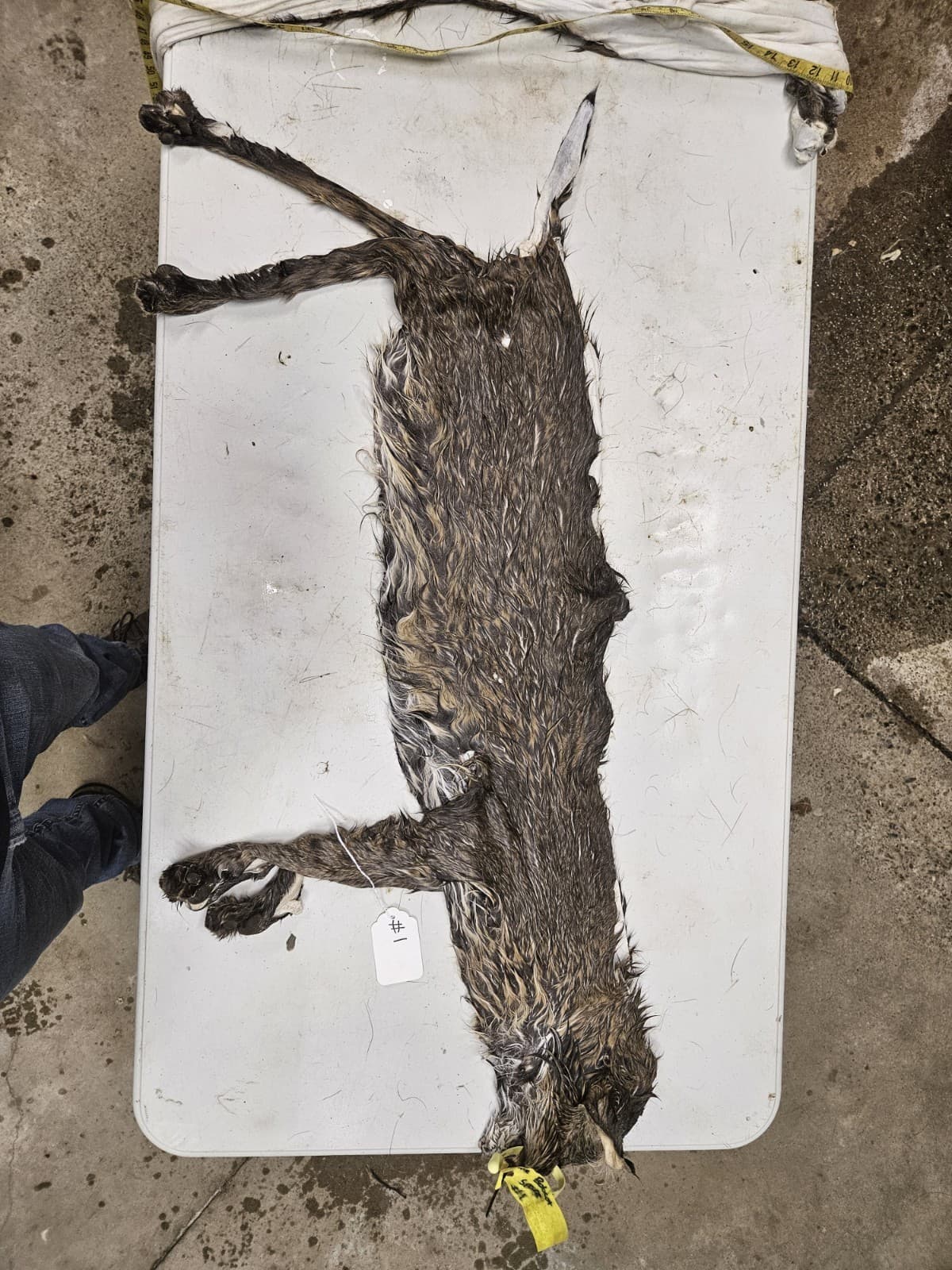 Taxidermy Wet Tanned Bobcat Mountable Hide Cape Horns