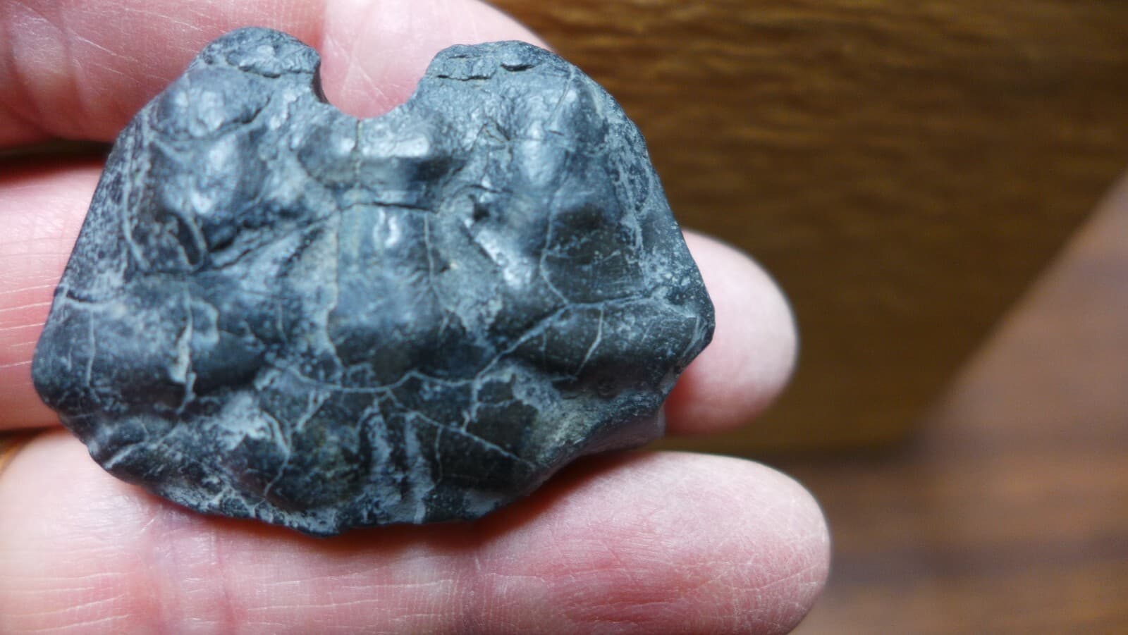 GEOLOGICAL ENTERPRISES Miocene fossil crab Coeloma repeliensis Belgium