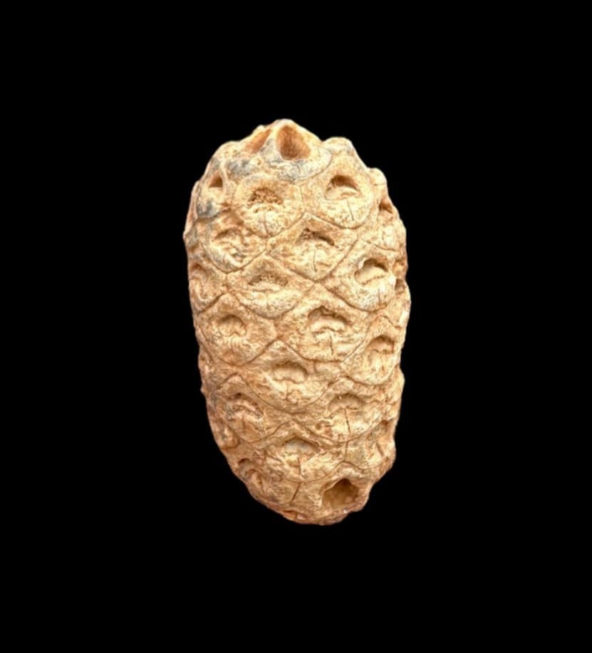 Lovely Moroccan Pine Cone Fossil: Unique Natural Treasure from the Past - Fossil