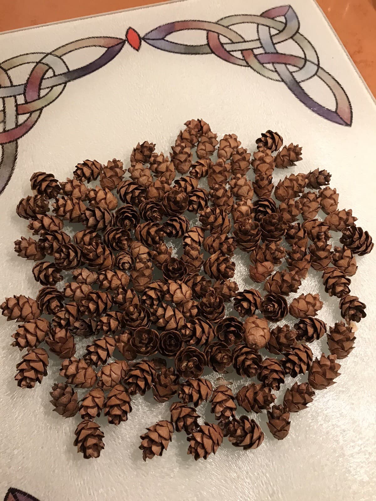 100+ Mini Hemlock Pine Cones: crafts,wreaths,more. SLOW GROWTH YR /ASK B4 BUYNOW