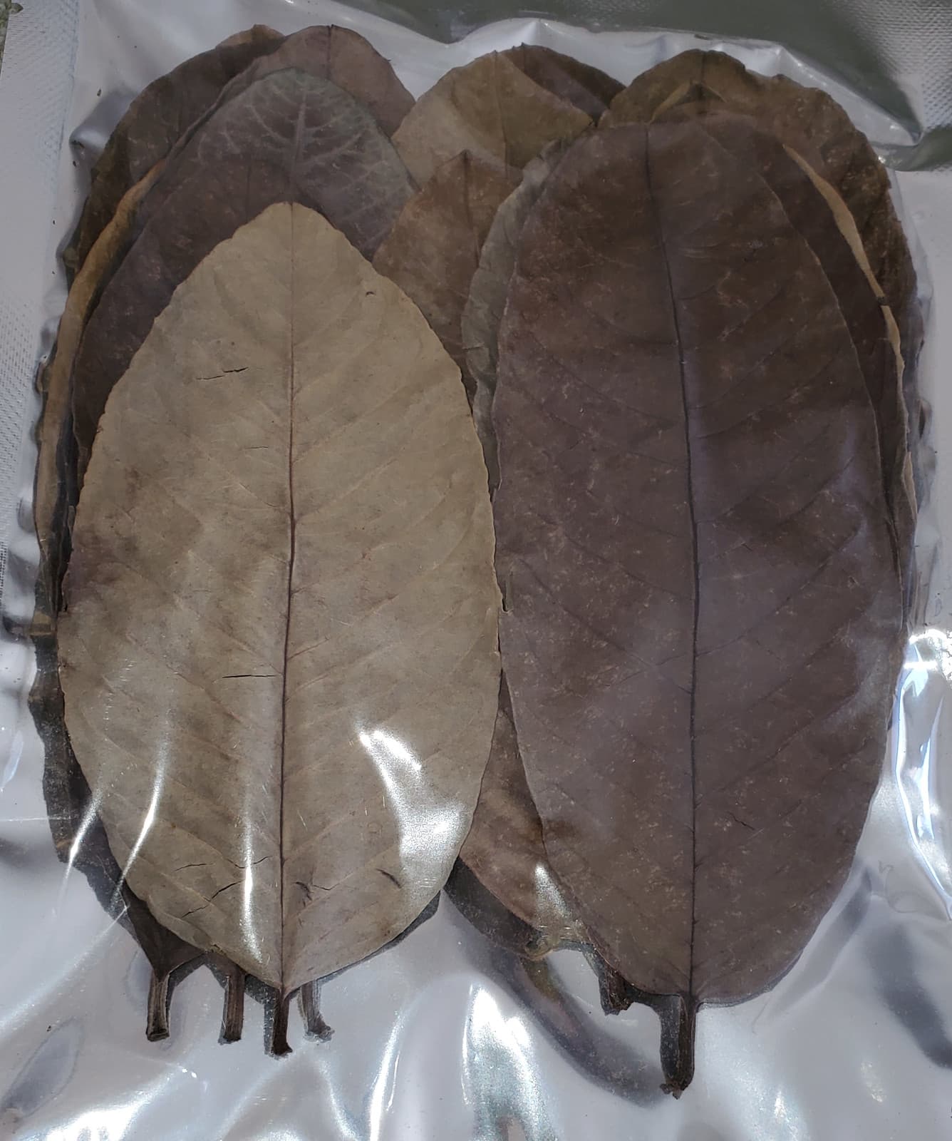 Guava Leaves, Pack of 20, for Aquarium, Betta, Shrimp, Blackwater, Leaf Litter