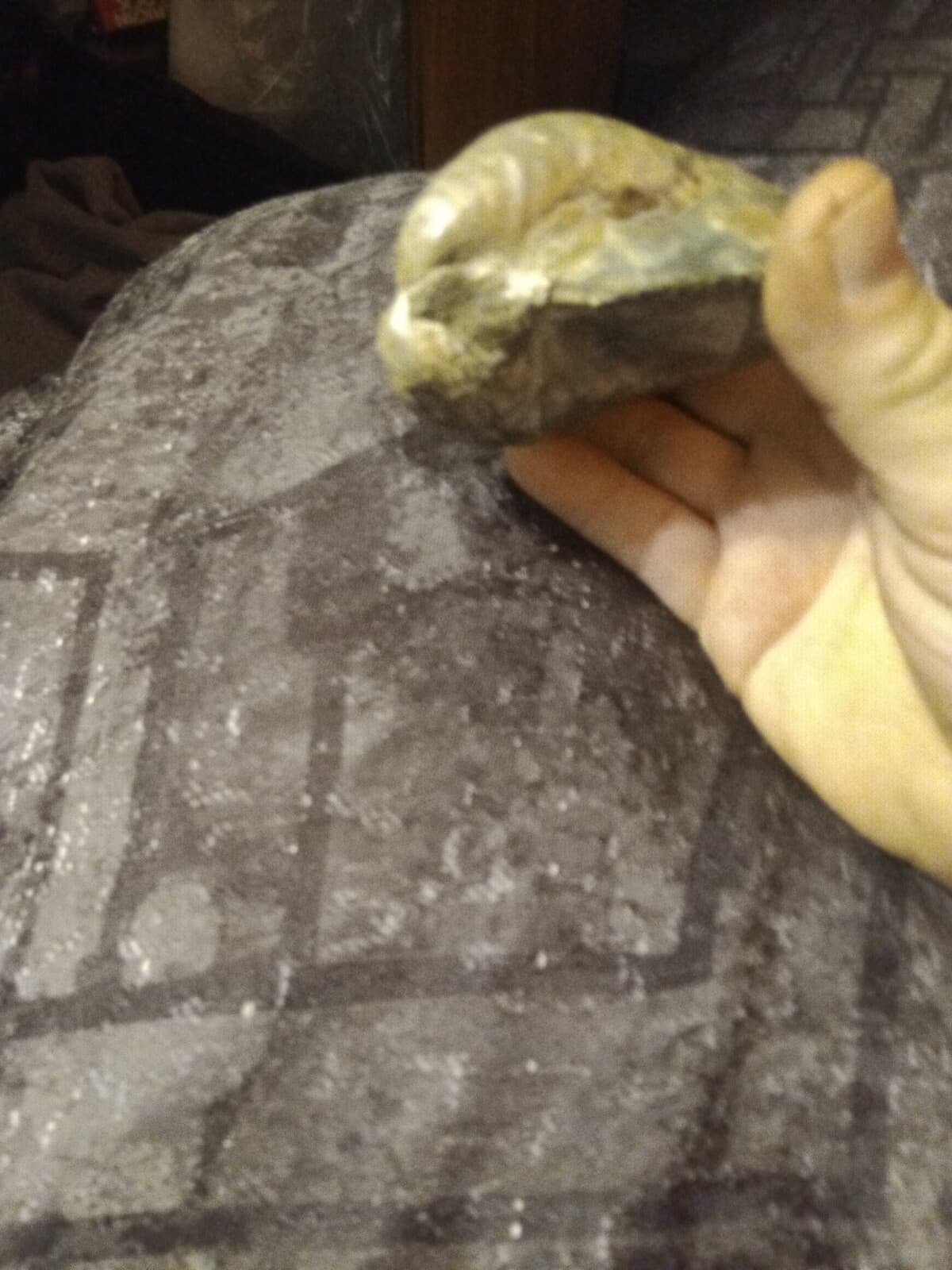 Clam Or Oyster Fossils