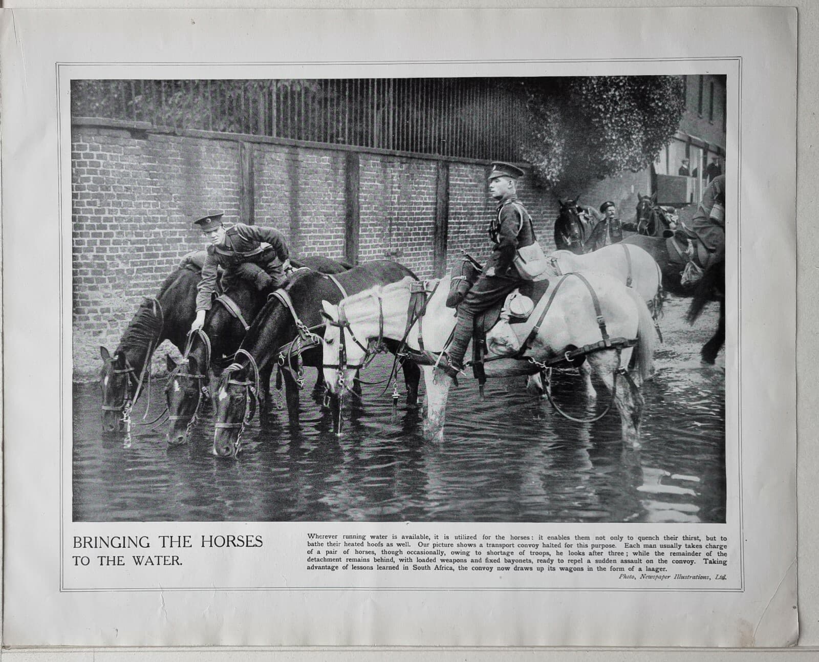 1915 WW1 PRINT & TEXT BRITISH CAVALRY HORSES DRINKING WATER
