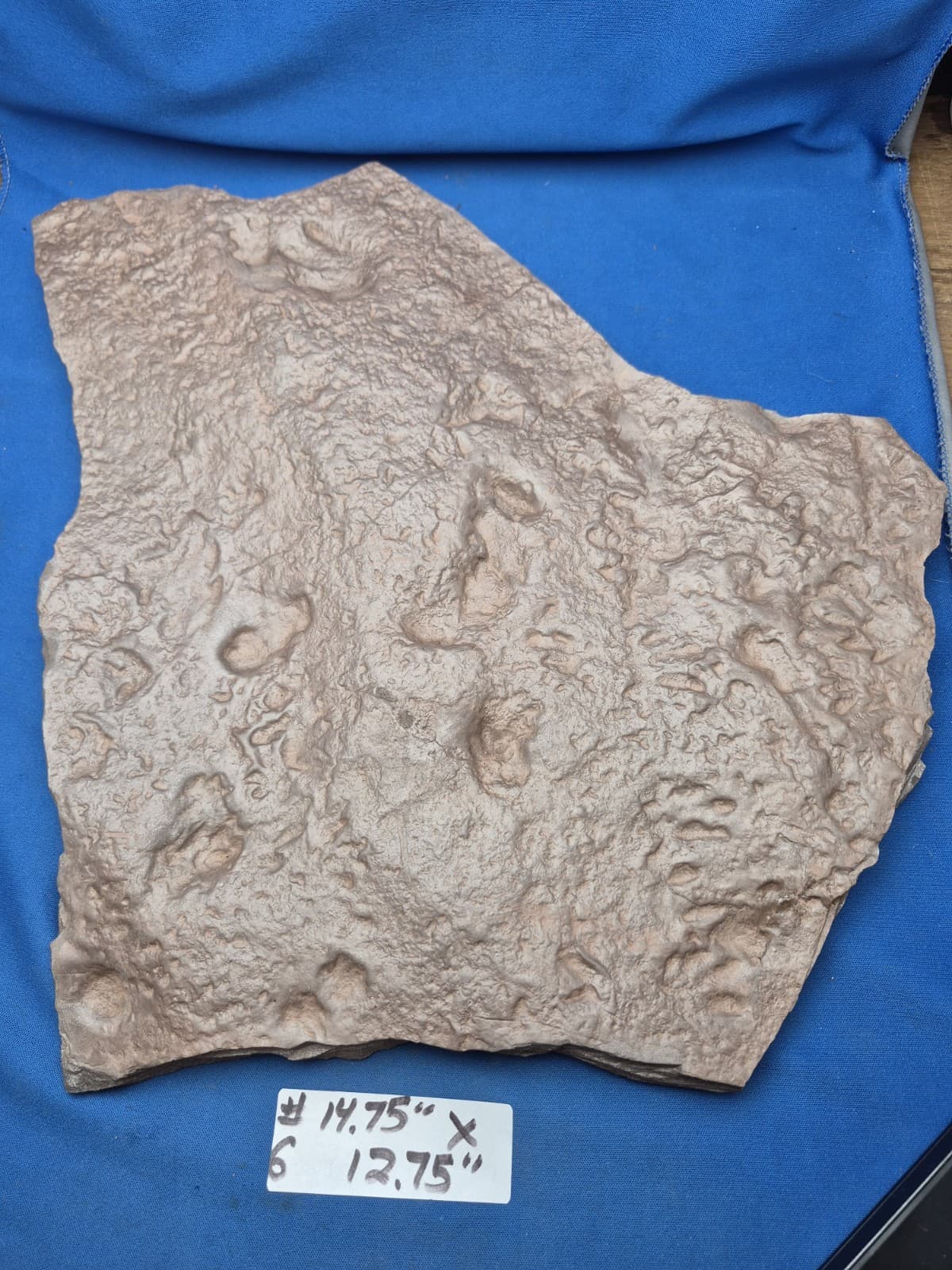 RARE Sponge-like Animal Fossils