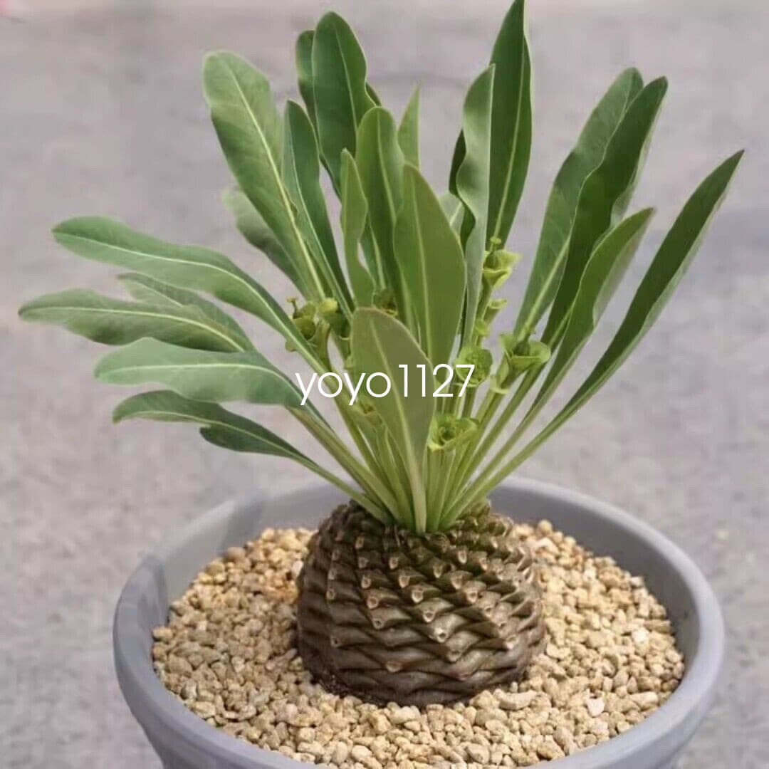 3CM RareSucculent Cactus Plant Euphorbia Bupleurifolia Jacq Cactaceae
