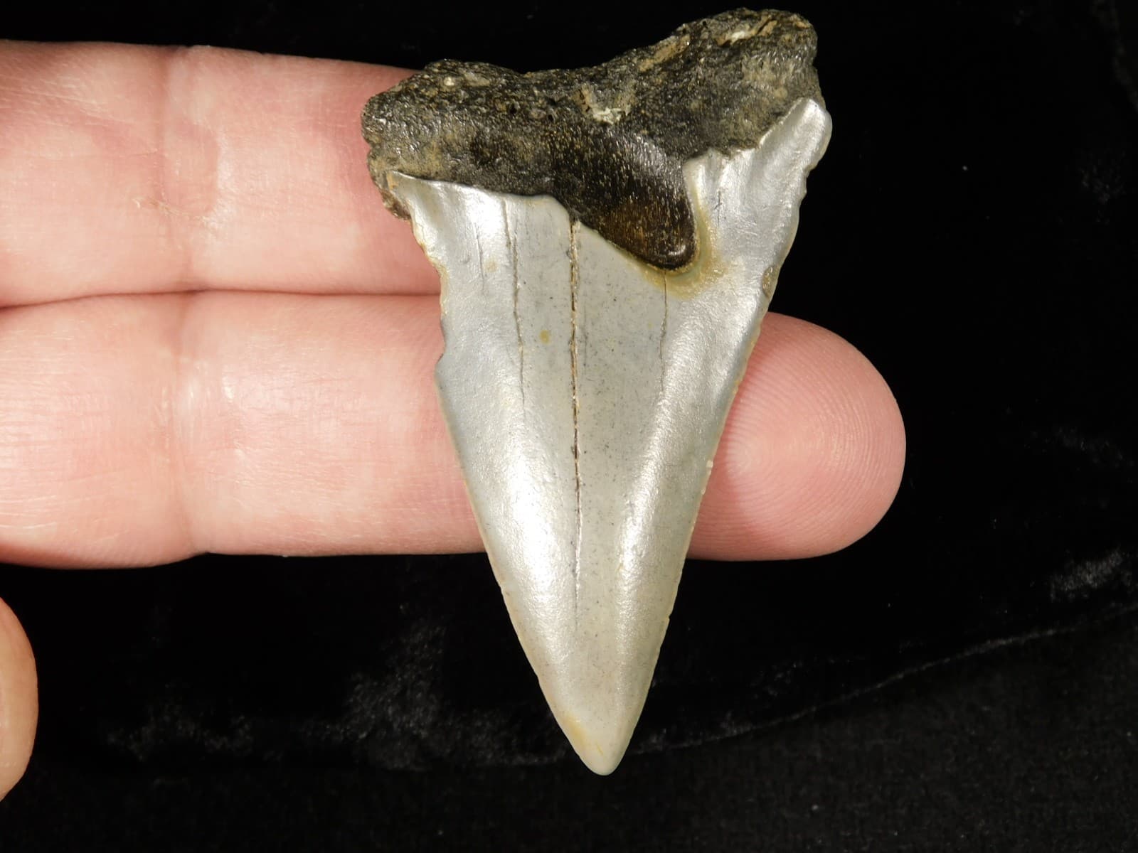 Larger! ANCESTRAL Great White SHARK Tooth Fossil 100% Natural 7.32