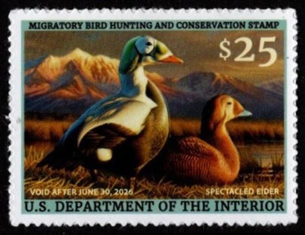 #RW92 2025 -2026 Federal Duck Stamp - Spectacled Elder - MNH