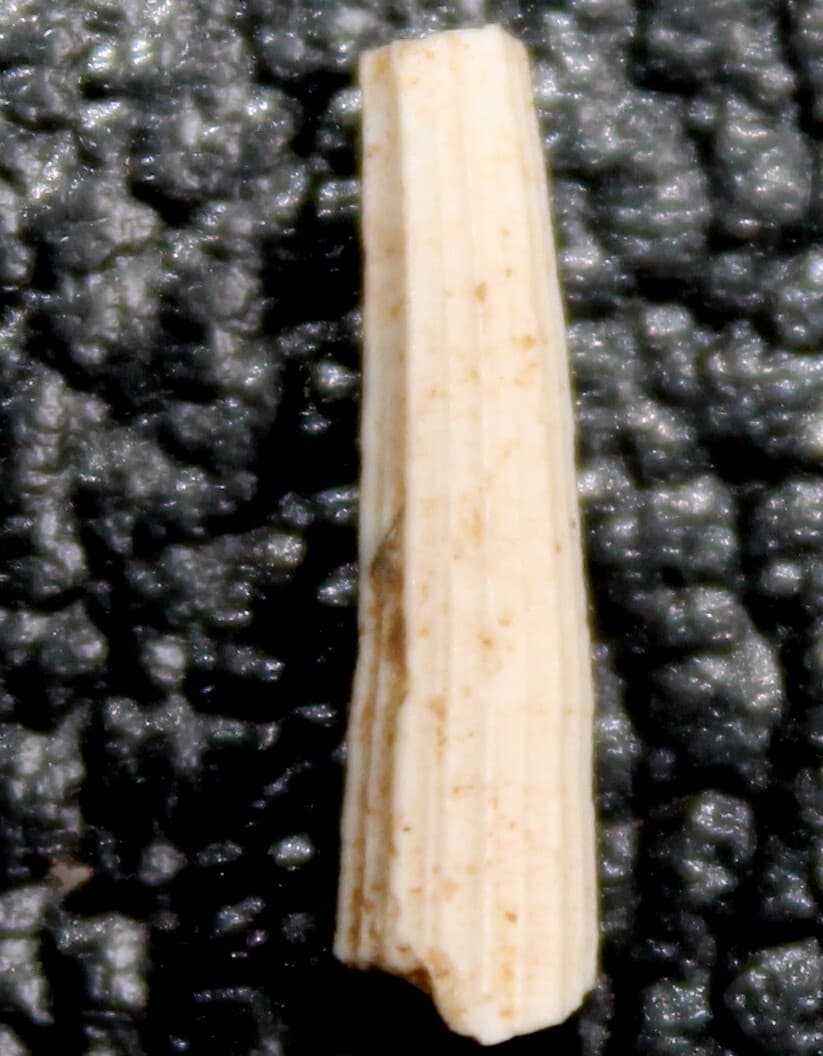 Dentalium mutabile - Miocene fossil scaphopod mollusk, fm. Dentaliidae