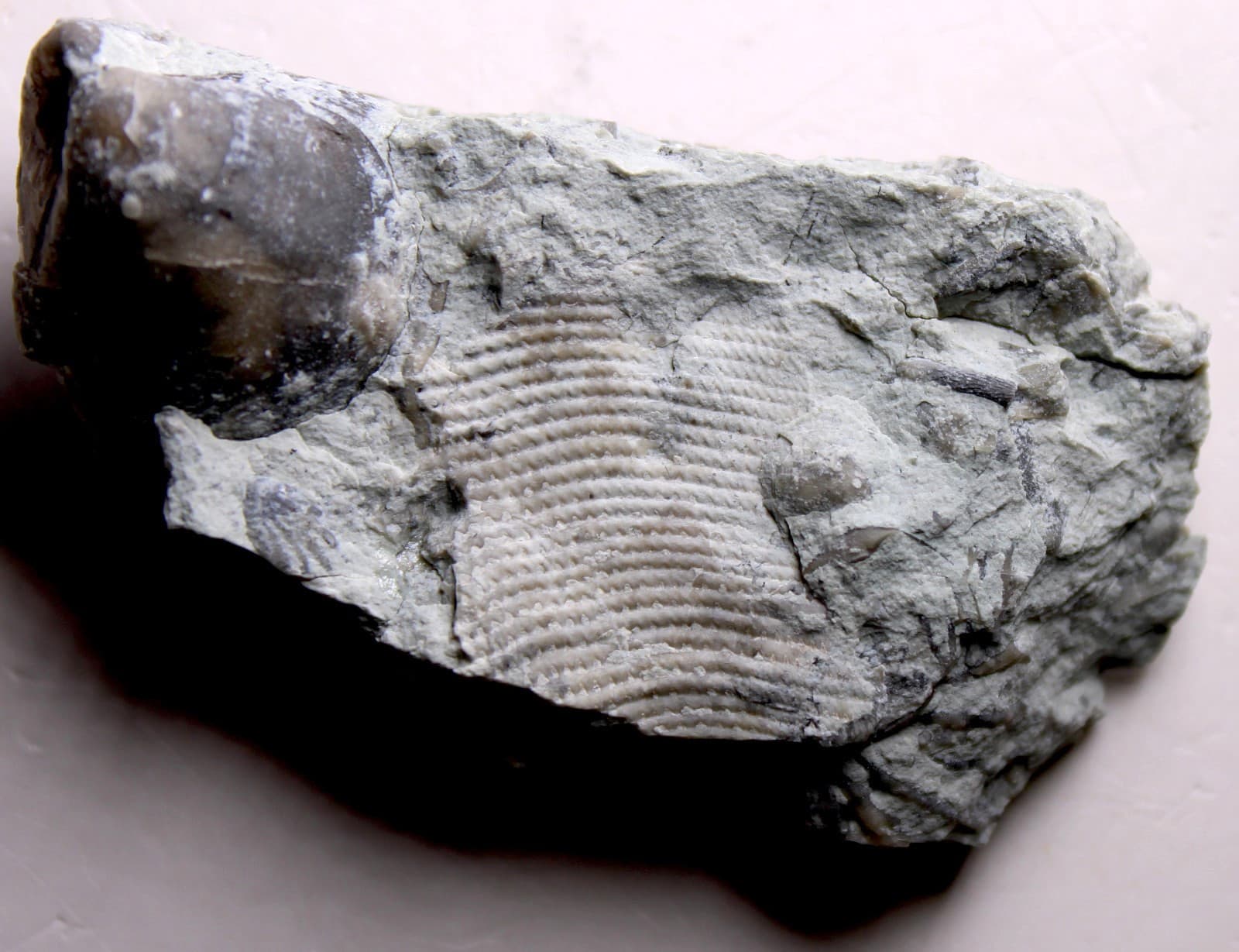 Rare Waldron Shale Conularia Fossil Indiana Silurian Conulariid