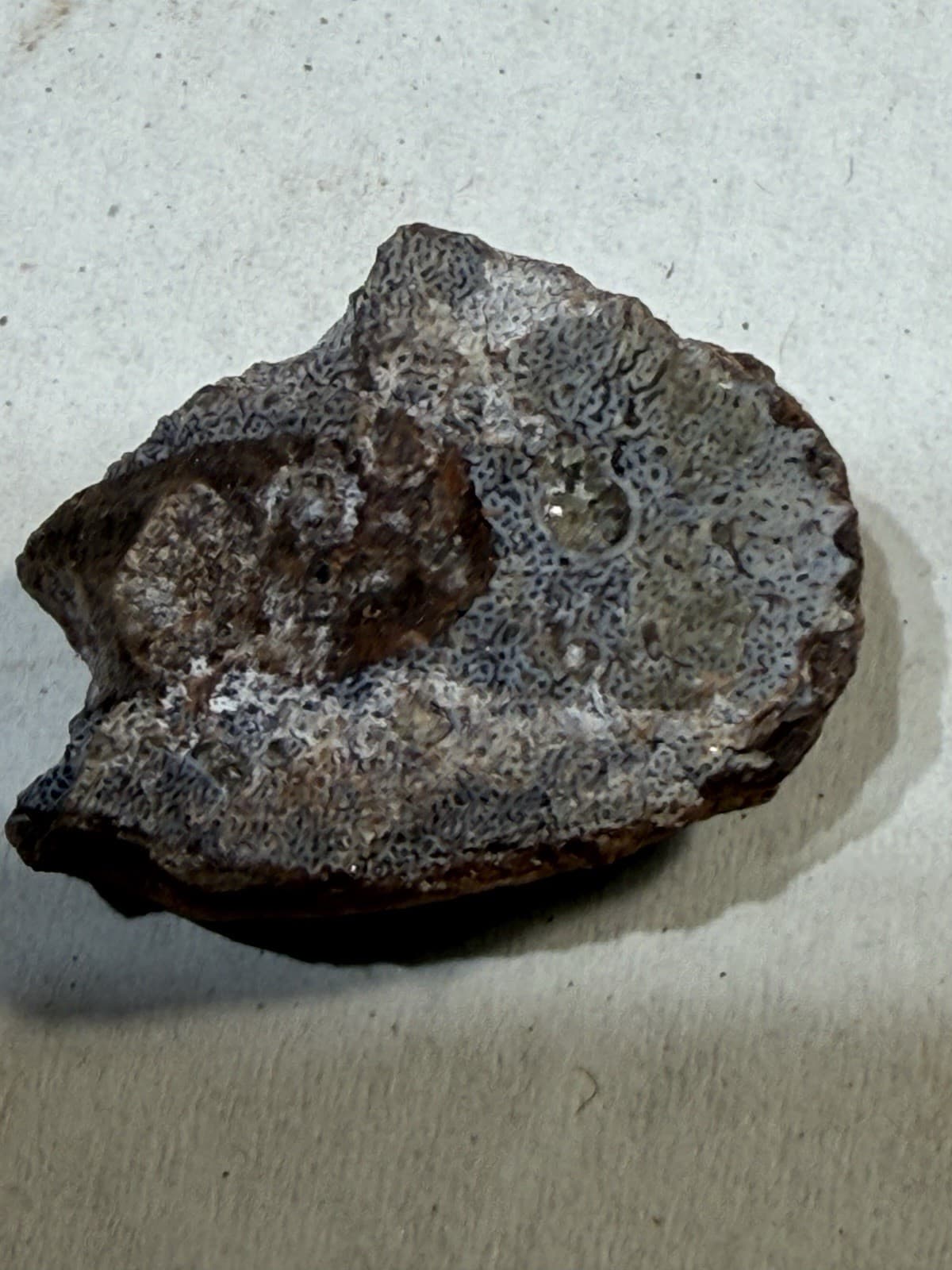 Gyracanthus Fossil Spine - Rare Devonian Fossil-PA.