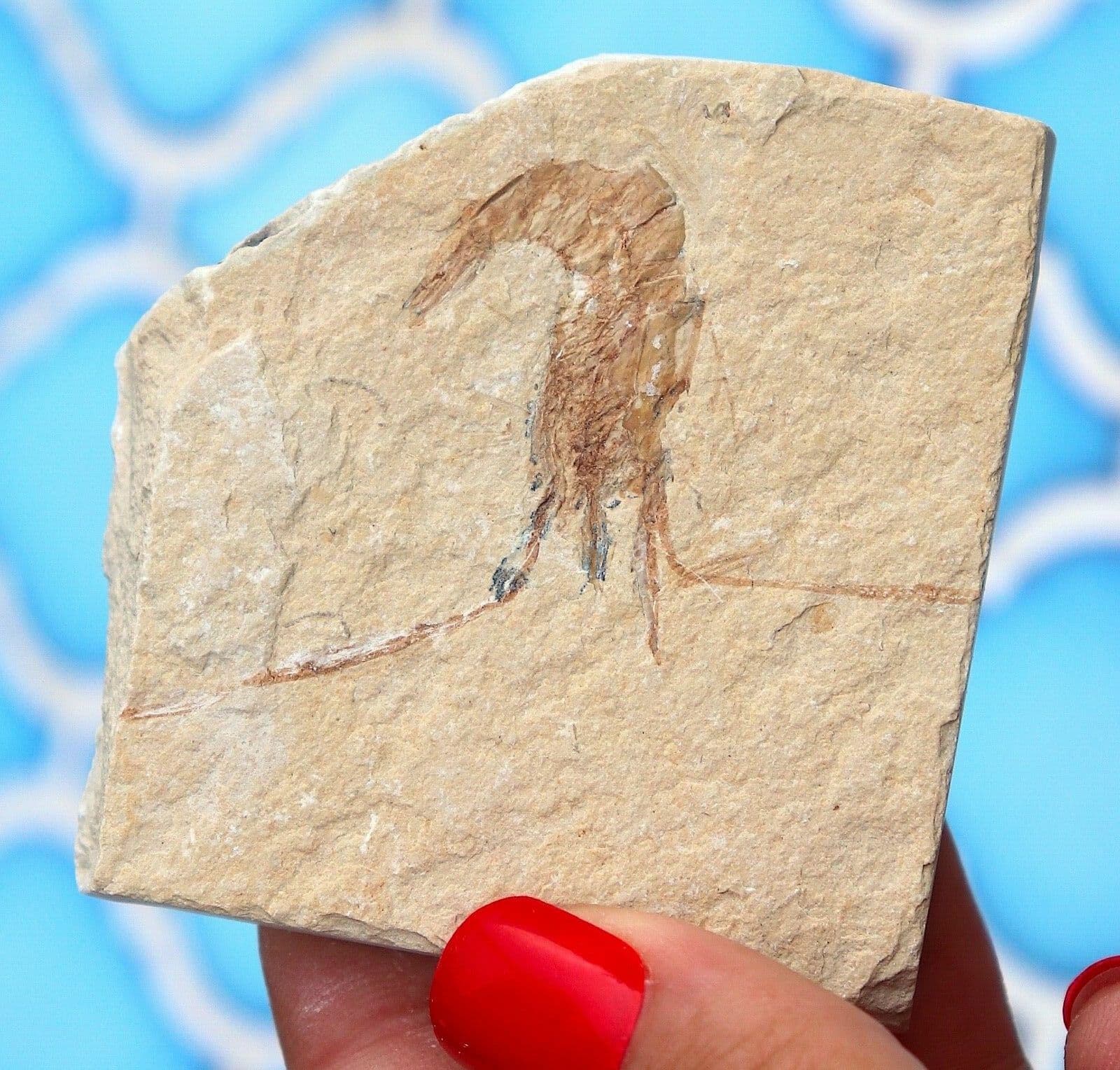 Fossil Shrimp From Solnhofen Germany - 150 MILLION YRS OLD JURASSIC 6.3 Cm's