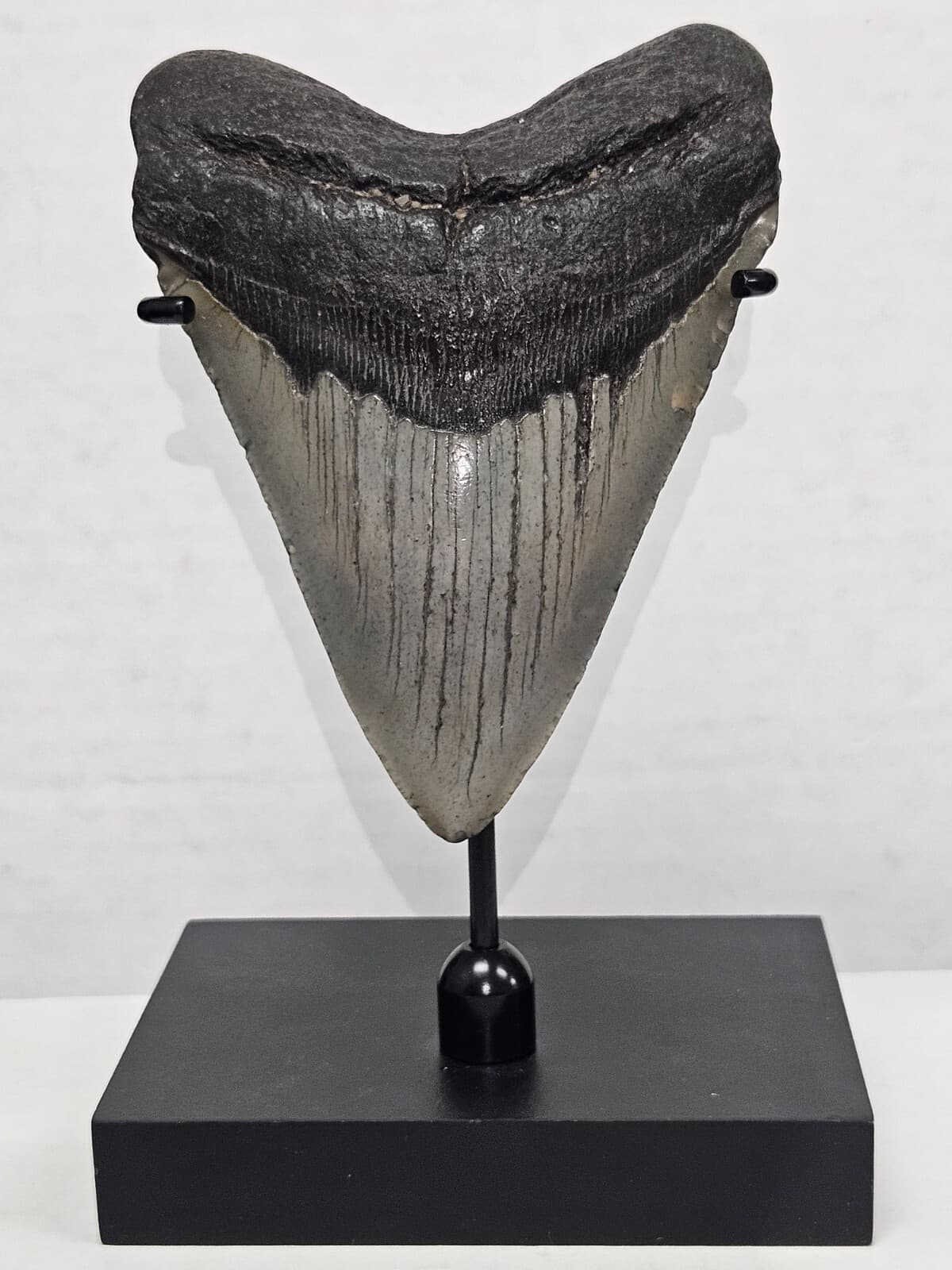 TOP SELLER! Black Megalodon Display Stand shark teeth fossil TOOTH NOT INCLUDED