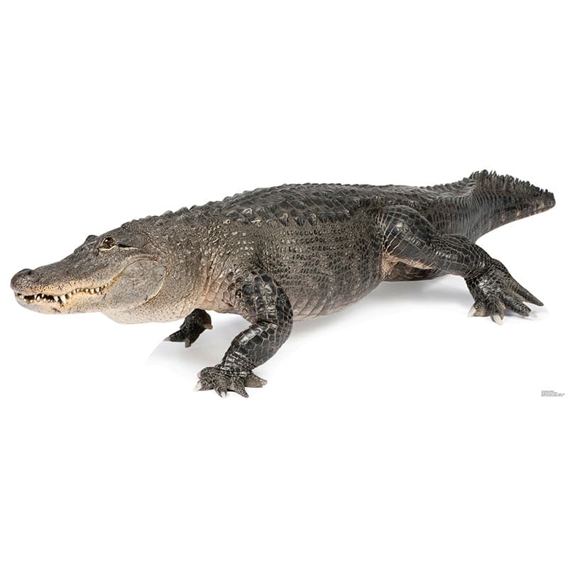 ALLIGATOR Lifesize CARDBOARD CUTOUT Standup Standee Poster American FREE SHIP