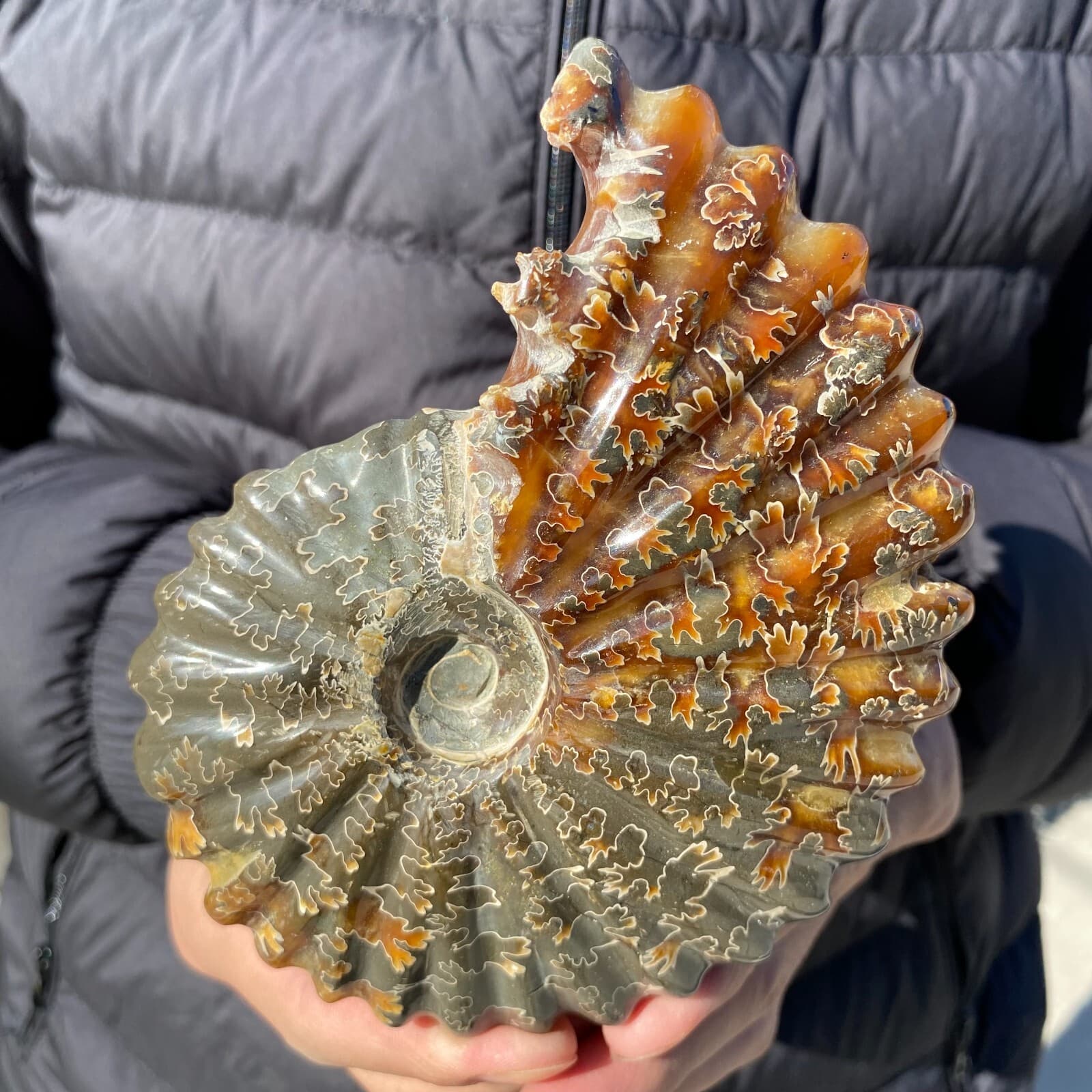 500g Natural Beautiful Ammonite Fossil Conch Crystal Specimen Healing