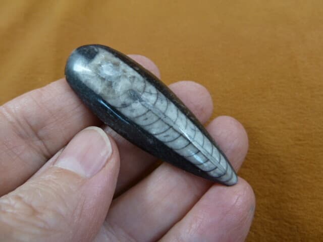 (f370-1) 2" Orthoceras marbleized fossil straight shell nautiloid cephalopod