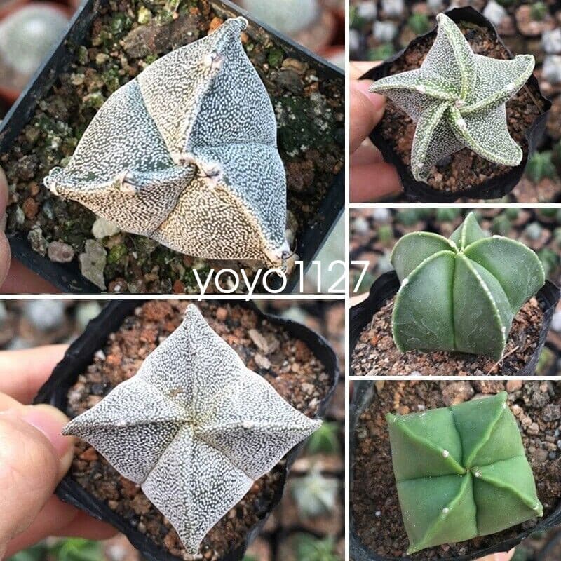 5pcs Astrophytum myriostigma 5 types of cactus succulent and beautiful 3-4cm