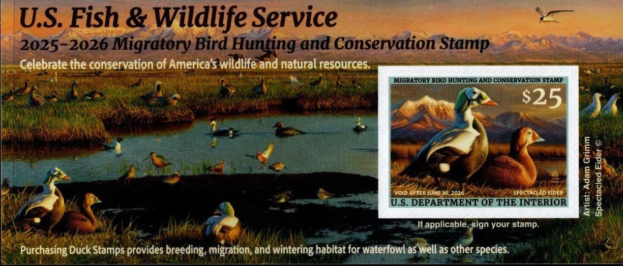 #RW92A 2025 -2026 Federal Duck Stamp - Spectacled Elder - MNH