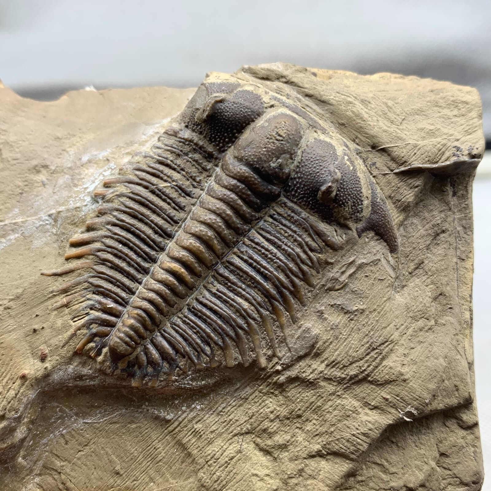 520g Late Middle Cambrian trilobite fossils from Shandong