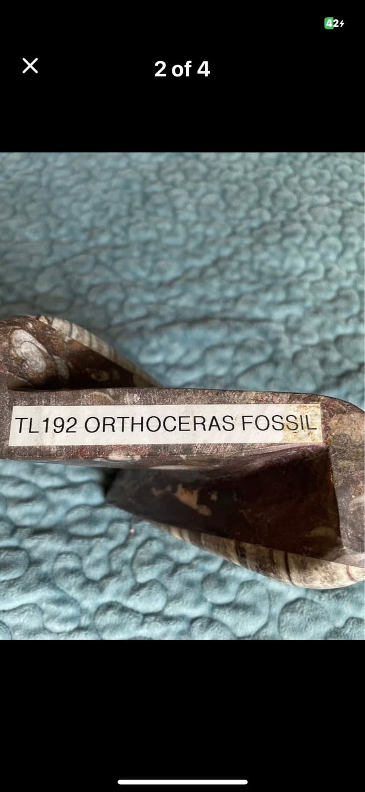 Orthoceras Fossil Candle Holder with Ammonite Fossils 4.5" Tall Hold Tea candle