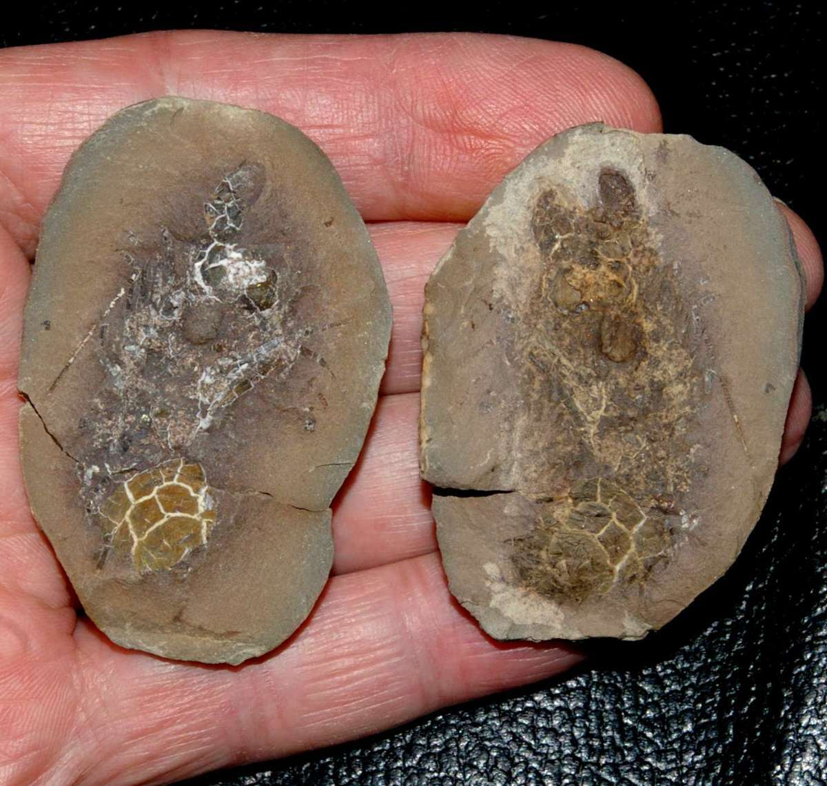 Very rare, big Carboniferous fossil crustacean - Anthracaris sp