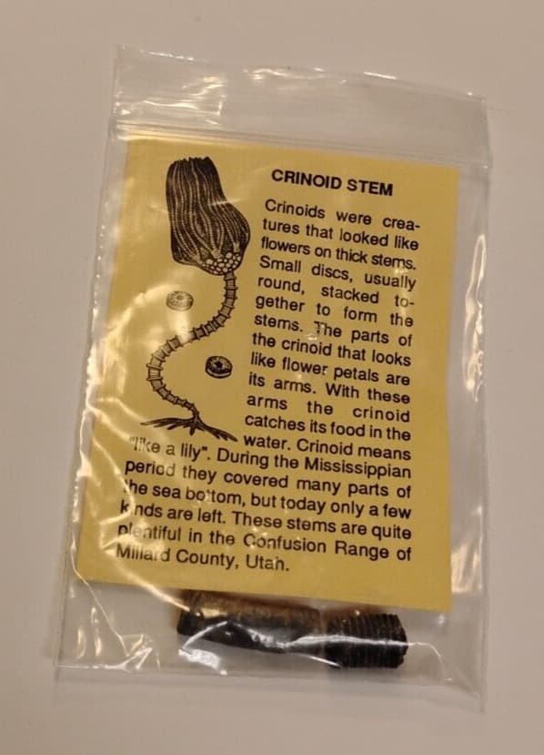 Fossil Crinoid Stem With Information Sheet