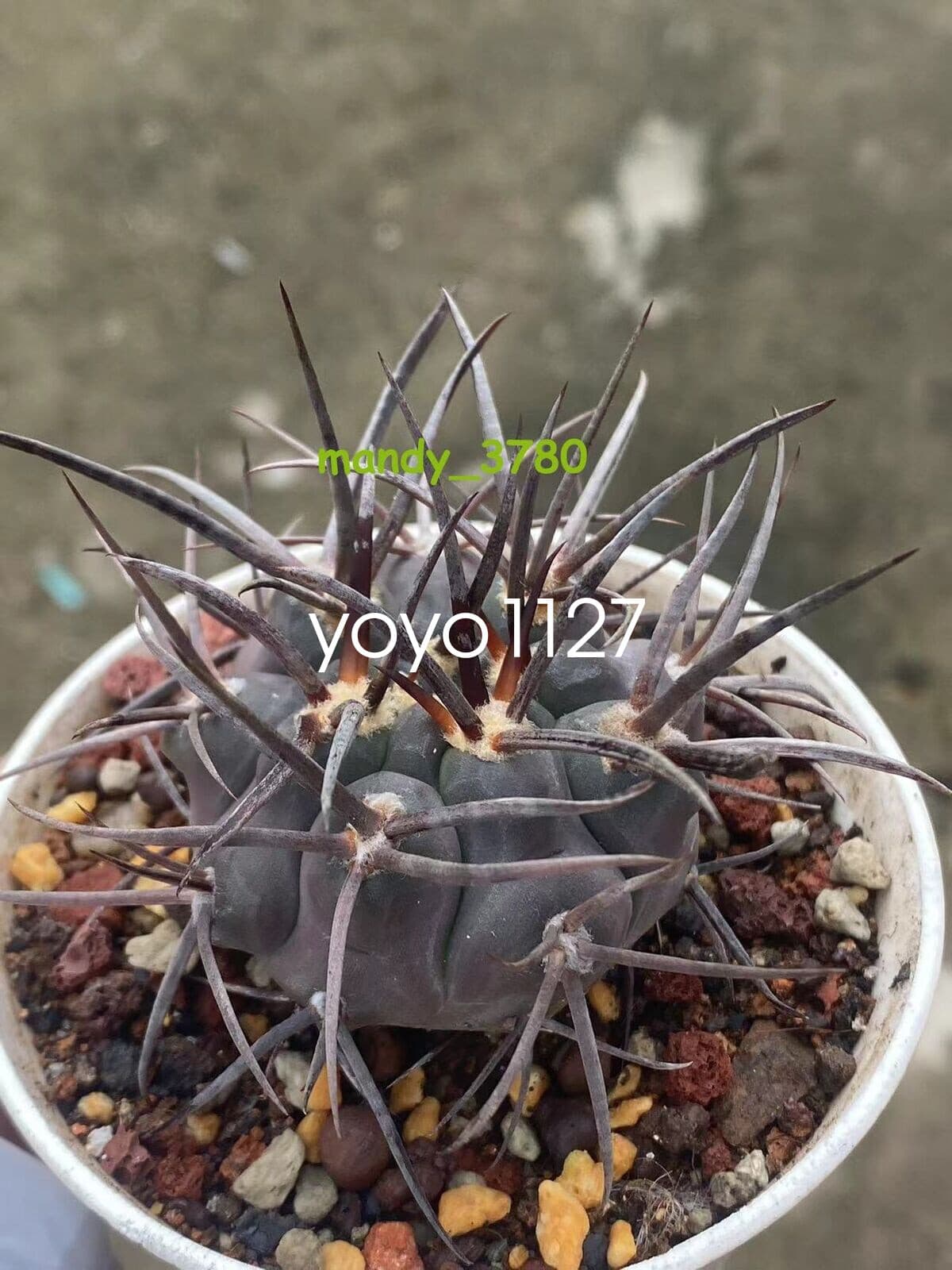 RareSucculent Plant Gymnocalycium hossei Boutique seedgrowth