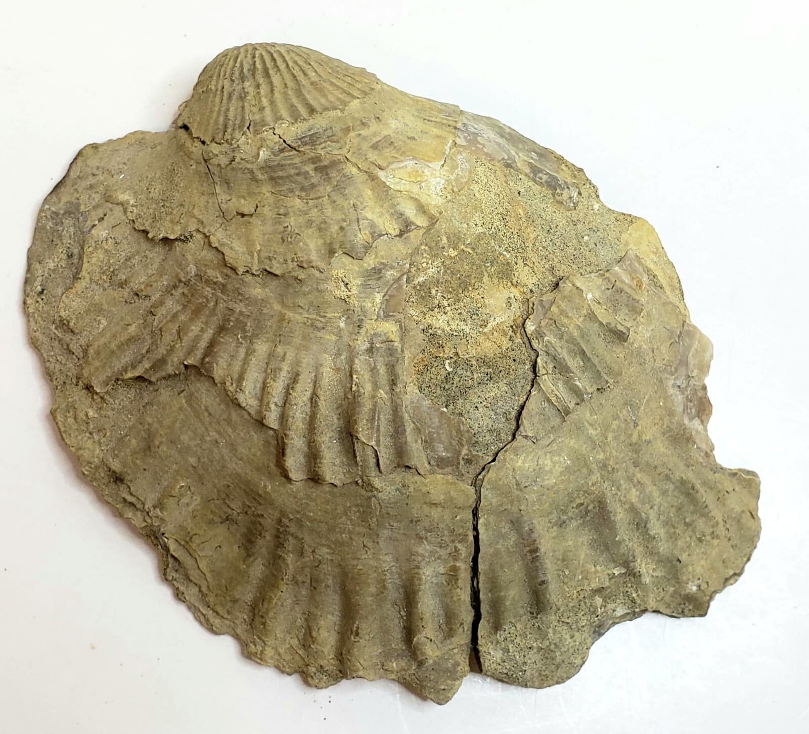 Large Fossilized Shell 5"