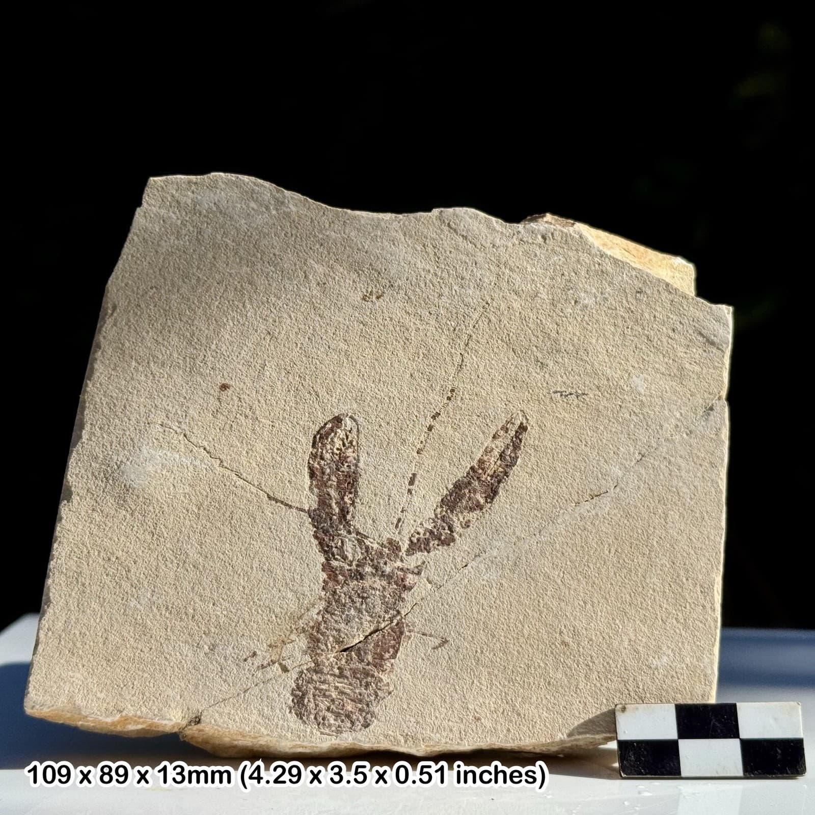 Rare Pseudostacus hakelinsis Fossil Lobster Cenomanian Upper Cretaceous Hakel