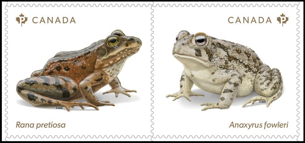qt. ENDANGERED FROGS = Pair cut from Booklet MNH Canada 2024