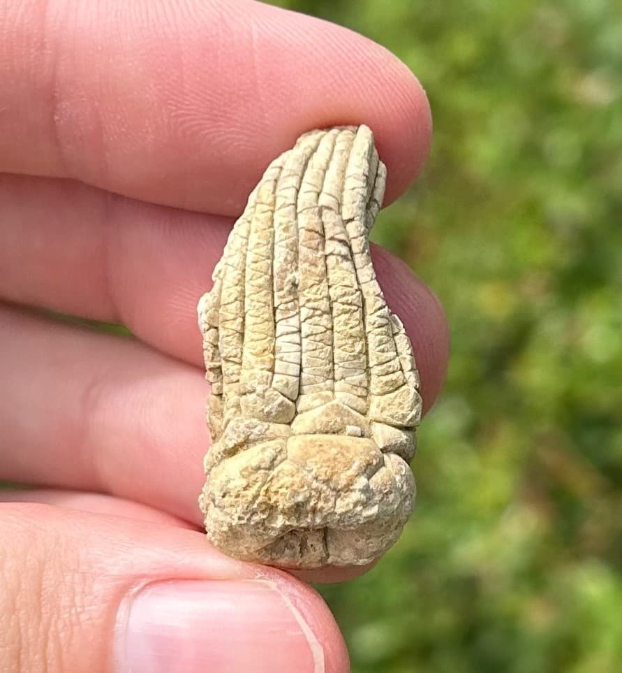 NICE Juvenile Fossil Crinoid Eupachycrinus asperatus Alabama Bangor Limestone