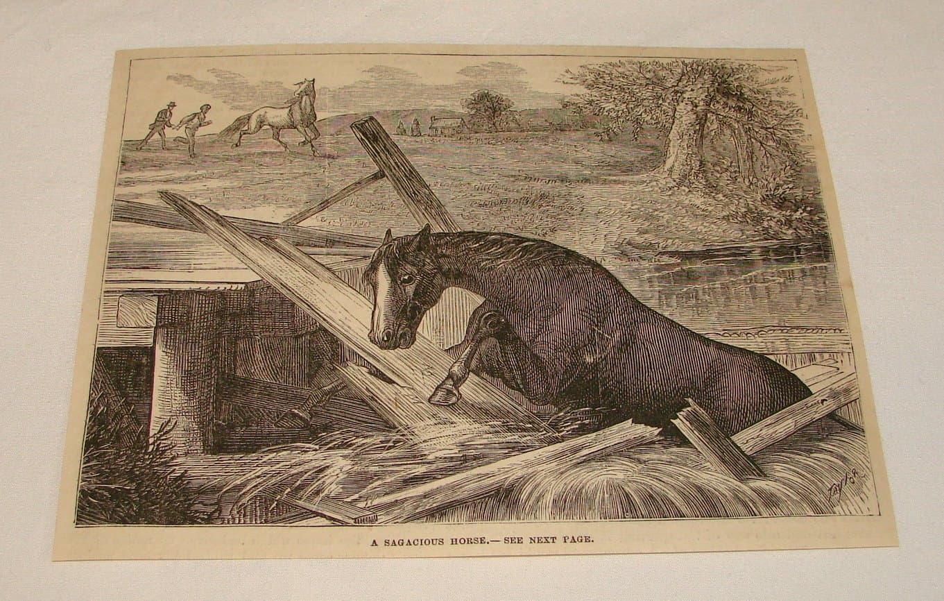 1877 magazine engraving ~ A SAGACIOUS HORSE