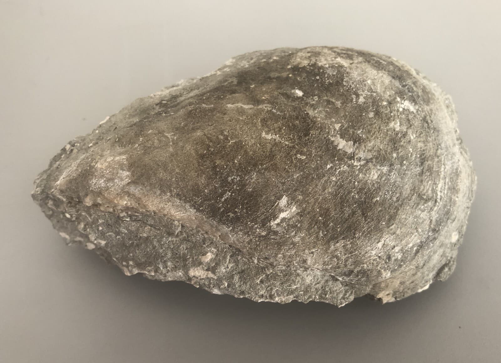 Fossil Mussel Shell from Dajti Mountain, Tirane, Albania.